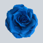 Kraljevsko plava gel boja - Slika 2